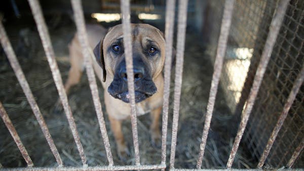 South Korea seeks to reduce dog meat consumption after global criticism 