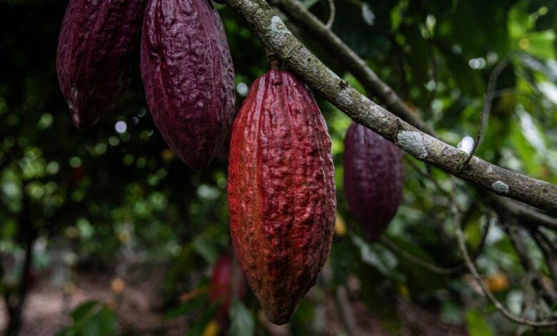 Cocoa pods hanging on a tree in the Ivory Coast. Pic: Associated Press