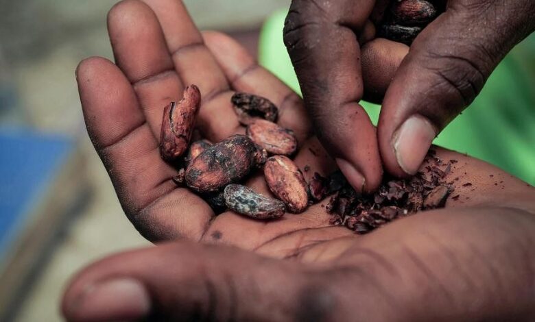 Cocoa hits record even with hedge funds least bullish since 2022, Global Enterprise