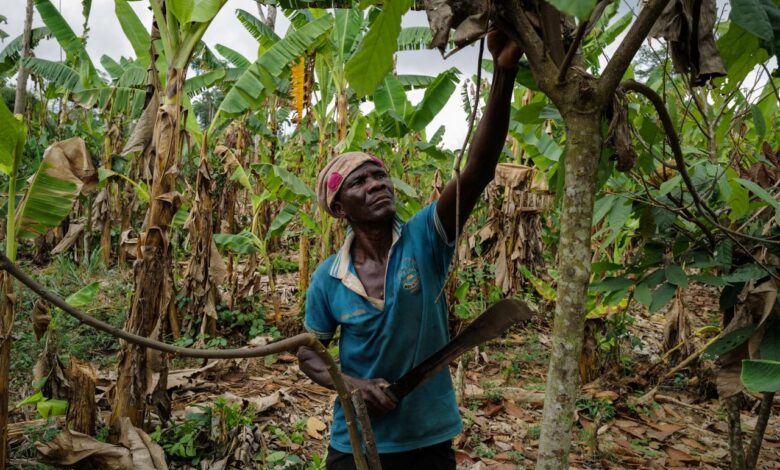 Ghana follows Ivory Coast to raise cocoa farmgate price