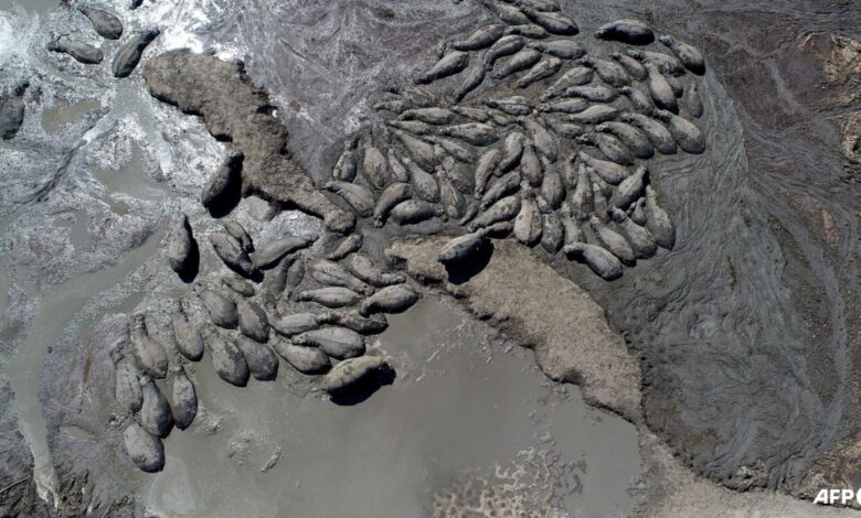 Herds of endangered hippos trapped in mud in drought-hit Botswana