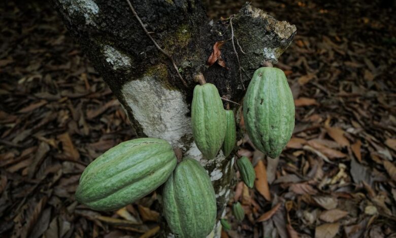 Ivory Coast to raise cocoa farmgate price by 50%