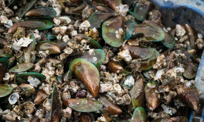 Mussels from Malaysia’s Port Dickson unsafe to eat, contaminated with biotoxins: Fisheries Department