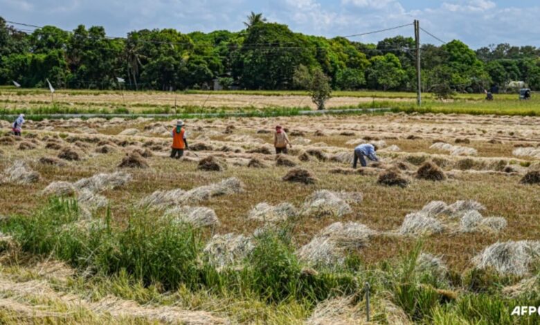 Philippine court blocks GMO 'golden rice' production over safety fears