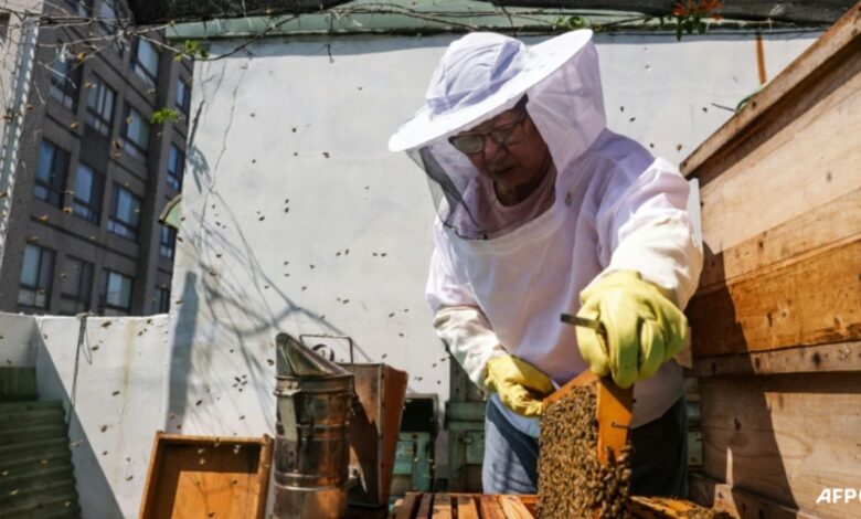 Sweet lessons: Taiwan urban beekeeping gets positive buzz