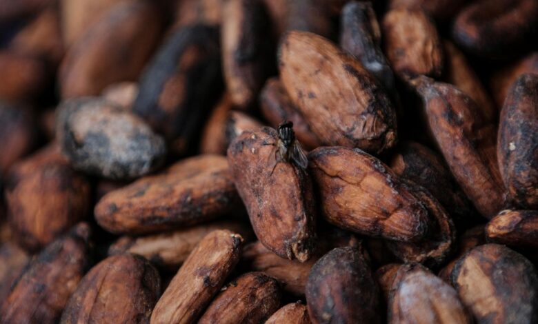 Why cocoa prices spiked, and what it means for chocolate lovers