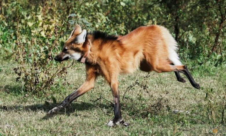 A fox on stilts? Argentine long-legged maned wolf returned to the wild