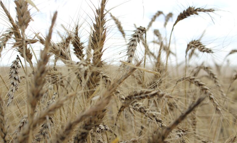 China's approves first gene-edited wheat in step to open up GM tech to food crops