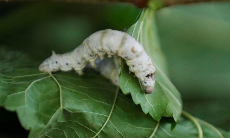 Cubans put Asian silkworms to work for artisans in experimental project