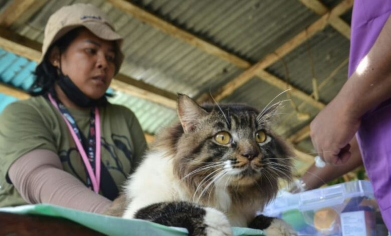 Rescuers brave Indonesia volcano eruptions to save pets
