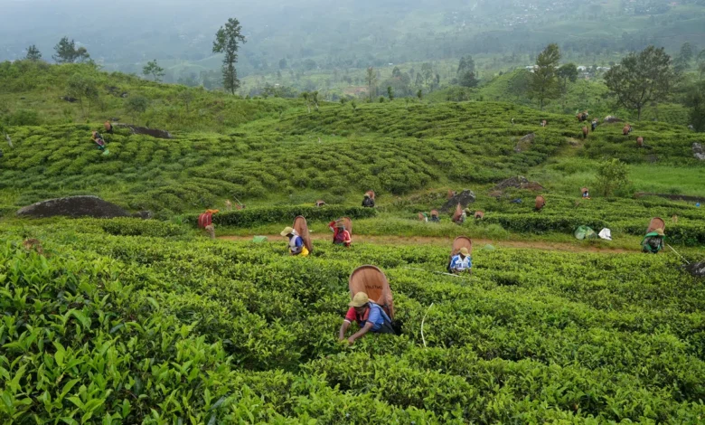 Sri Lanka’s tea producers warn 70% wage hike will hit industry