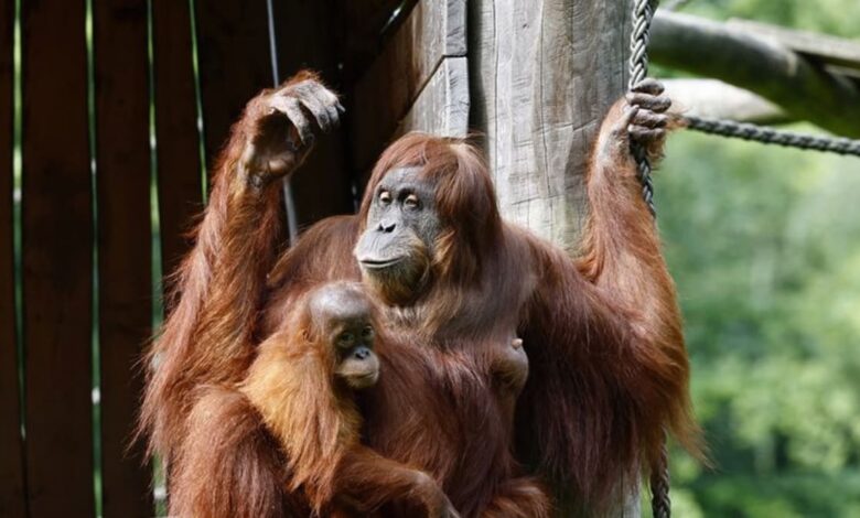 Oracle orangutan backs Germany for Euros win against Scotland