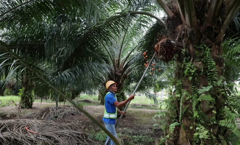 Palm oil companies with high ESG transparency are poorly valued: NUS study
