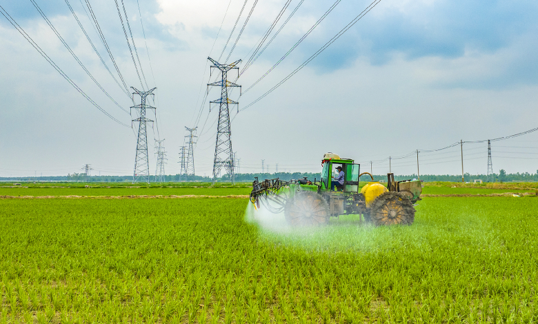 China's autumn grain production areas show steady growth