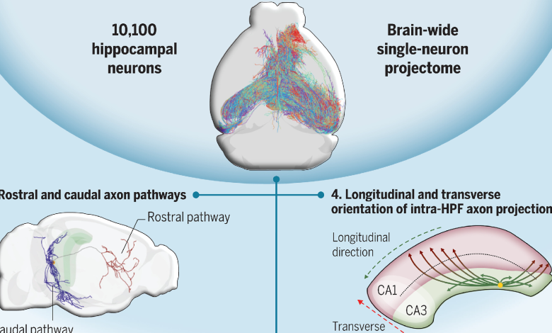 Chinese scientists map out hippocampal neurons in mouse brain