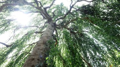 Climate threat spurs London's Kew Gardens to look for resilient trees