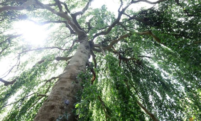 Climate threat spurs London's Kew Gardens to look for resilient trees