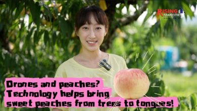 Drones help bring sweet peaches from trees to tongues!