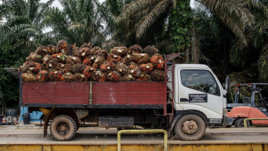 How Malaysia-China palm oil trade spurs green development