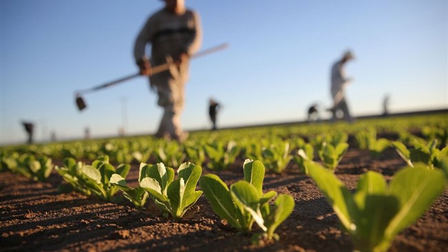 Iran has managed to increase its agricultural output by nearly a fifth in a year amid growing efforts to cut back on imports of basic goods and to increase the added value in the country’s agriculture sector, according to Minister of Agricultural Jihad.