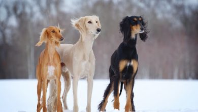 Kazakh Scientists Discover Genetic Secrets of Tazy Hunting Dog Breed