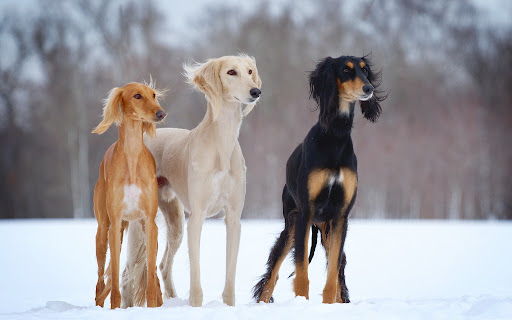 Kazakh Scientists Discover Genetic Secrets of Tazy Hunting Dog Breed