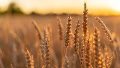 Kazakhstan Emerges as EU’s Primary Supplier of Durum Wheat