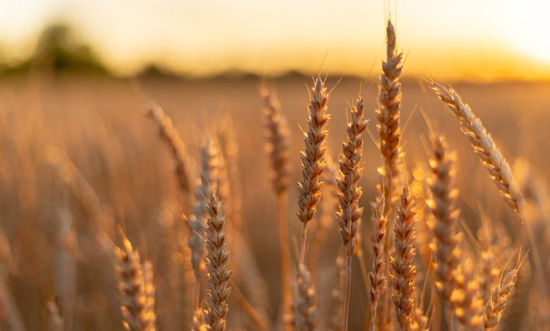 Kazakhstan Emerges as EU’s Primary Supplier of Durum Wheat