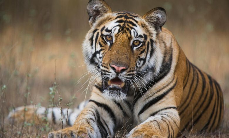 Kazakhstan and WWF Sign Memorandum to Reintroduce Tigers, Enhance Biodiversity