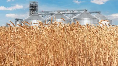 Kazakhstan’s Food Contract Corporation ready to supply 1mln tons of wheat to Azerbaijan