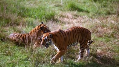 Live: Caring for endangered South China tiger cubs