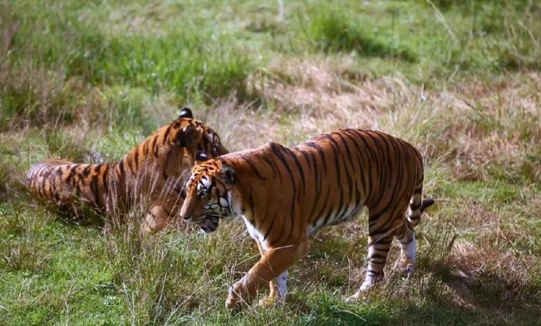 Live: Caring for endangered South China tiger cubs