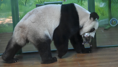 Live: Journey of a giant panda triplet and her newborn cub