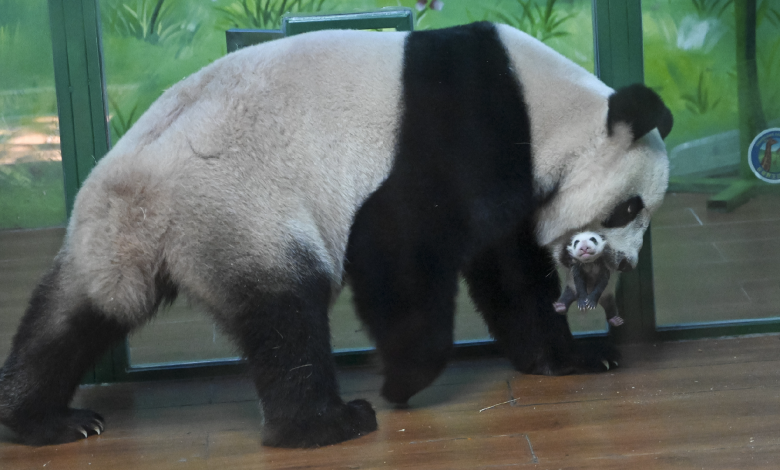 Live: Journey of a giant panda triplet and her newborn cub