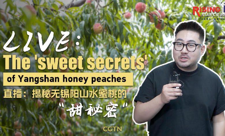 Live: The 'sweet secrets' of Yangshan honey peaches