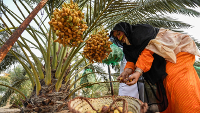 Live: Unveil UAE's rich culture – Explore the 20th Liwa Date Festival