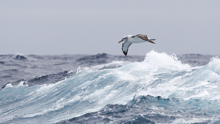 Migratory species at risk across the planet, UN report warns