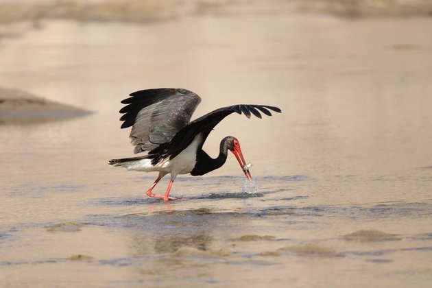 Northwest China's wetland becomes migratory bird heaven