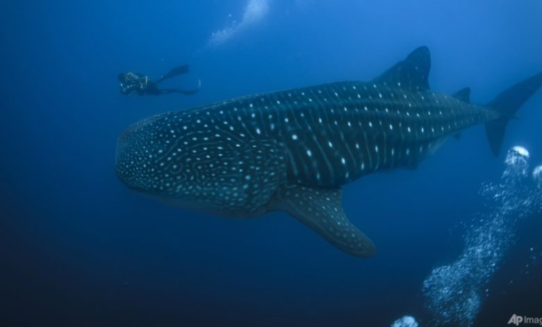 The Galapagos Islands and many of their unique creatures are at risk from warming waters