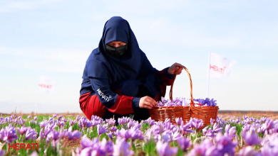 USAID Expands Cooperation with Afghan Traders in Selling Saffron worth $1.4 million to the US Markets July 19, 2024