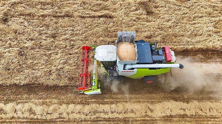 Xinjiang sets new wheat yield records in China