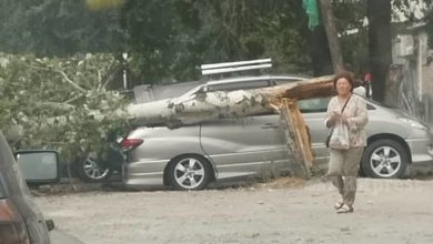 57 trees fall in Bishkek due to strong winds