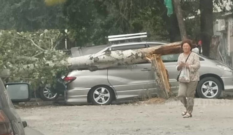 57 trees fall in Bishkek due to strong winds