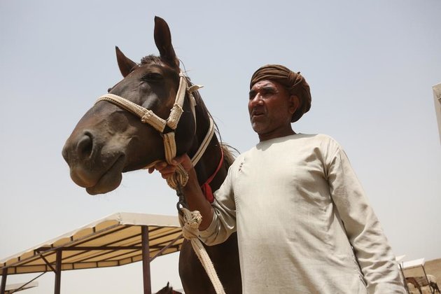 Afghans preserve buzkashi tradition through horse-keeping industry