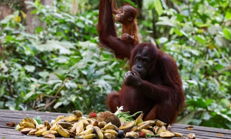 Apes to stay at home as Malaysia tweaks 'orangutan diplomacy'