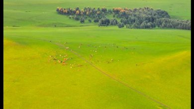 CHINA-INNER MONGOLIA-PASTURE-SUNSET (CN)