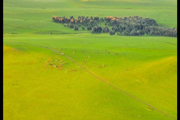 CHINA-INNER MONGOLIA-PASTURE-SUNSET (CN)