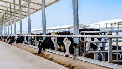 China's Xizang introduces novel research model for dairy cows