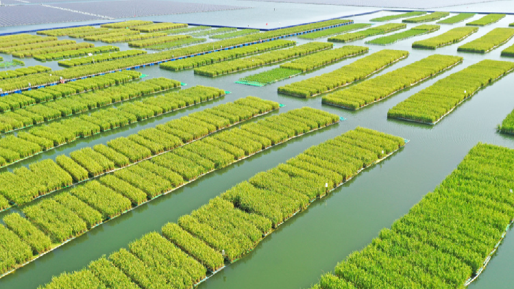 Coal mine subsidence areas transformed into ecological farmland