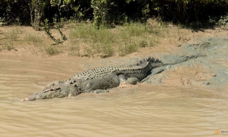 Crocodile mauls woman to death in Indonesia